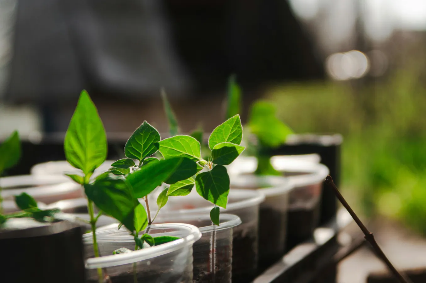 Agricultural Biotechnology