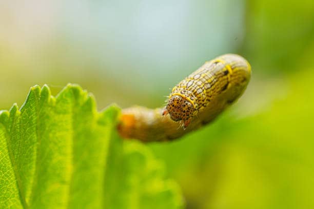 Insecticide Solutions
