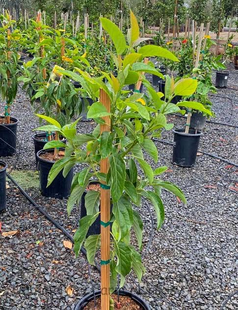 Tree crop plantlets establish faster from acclimatised root systems.