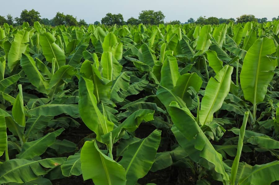 Tissue Culture Planting Material