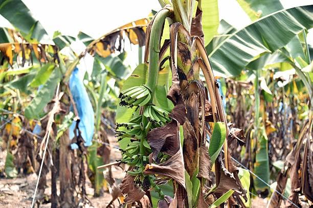 Banana Xanthomonas wilt control starts at the planting material stage.