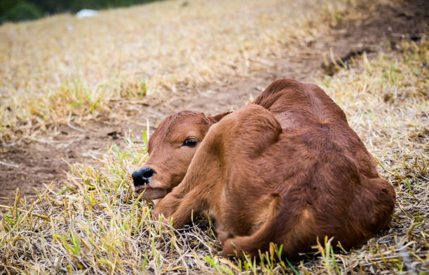 Electrolytes save calves. Antibiotics treat pathogens.