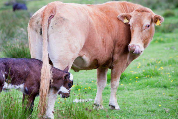 Jos•Hansen integrates NSAIDs into farm health plans.