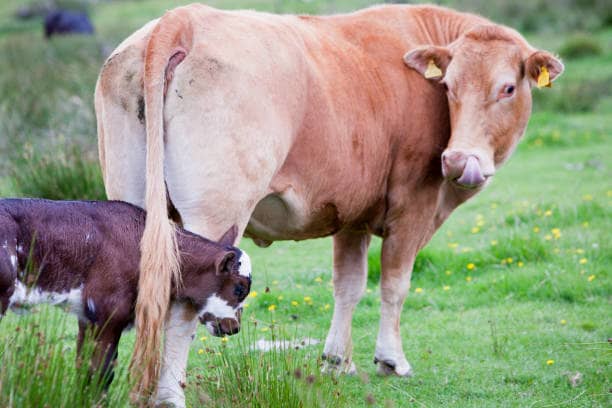 Jos•Hansen integrates NSAIDs into farm health plans.