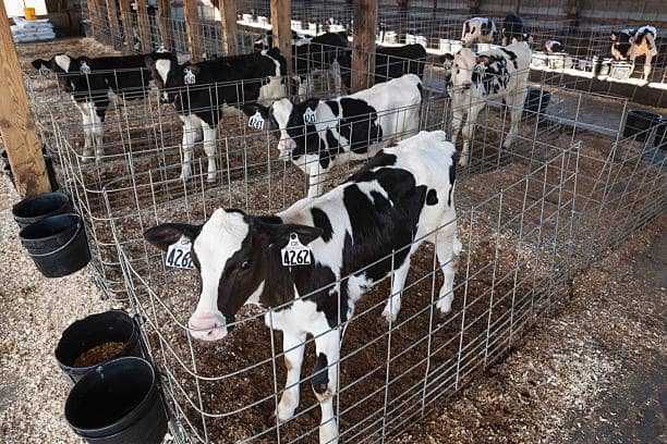 Antibiotic regulations are tightening. Alternatives must perform.