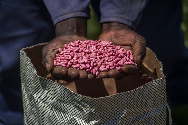 Certified Crop Seed Varieties