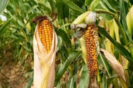 Crop Fungicide Programmes