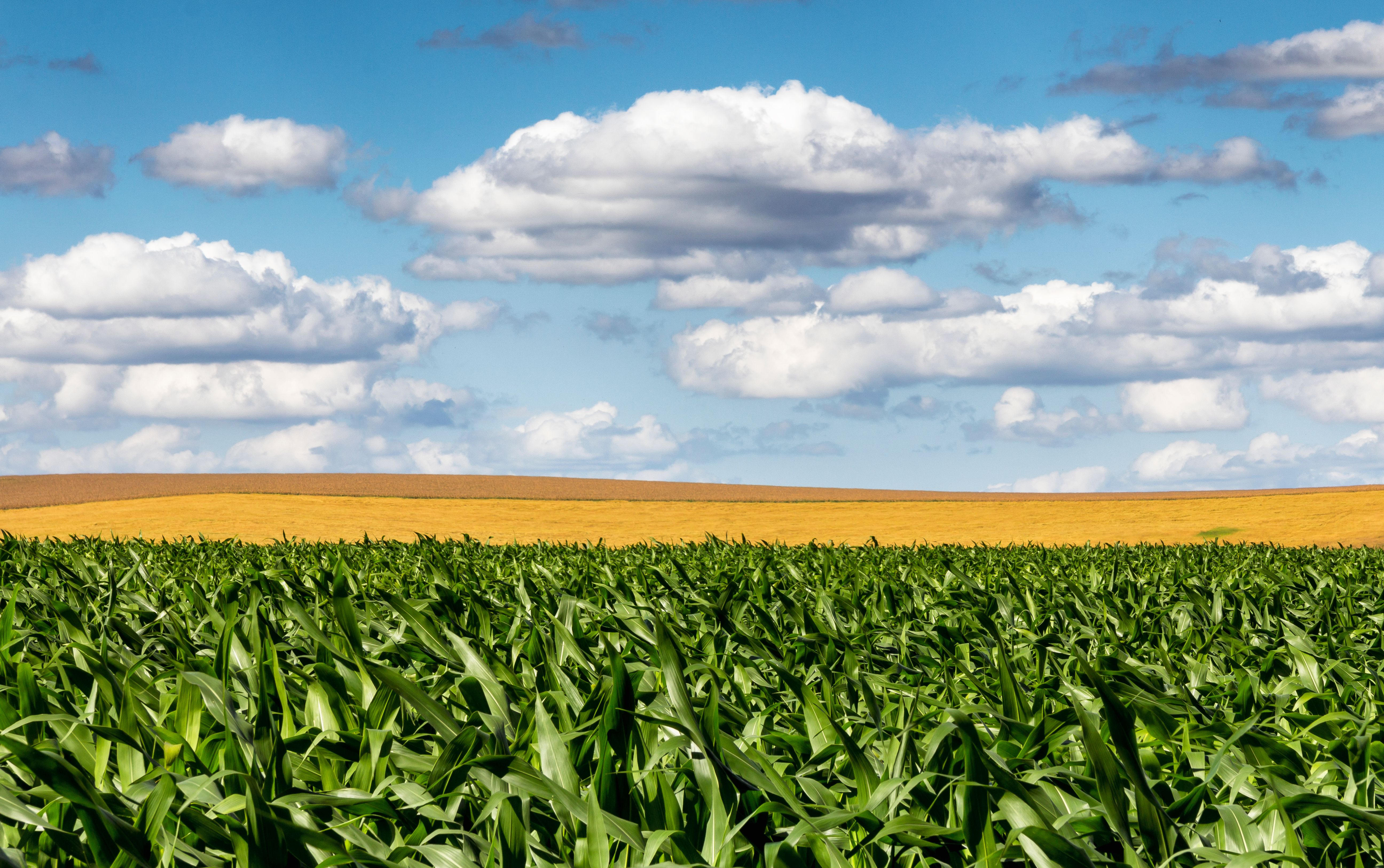 Crop Protection