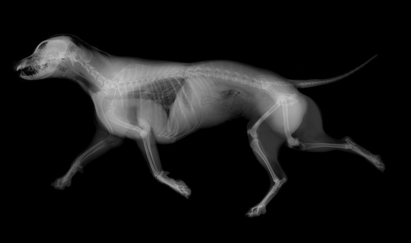Urban small animal practice demands the same standard.