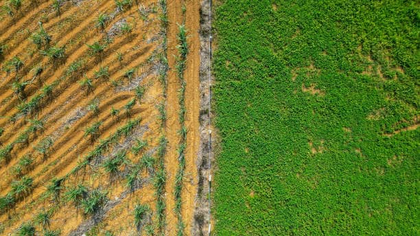 Striga management requires a pre-emergence intervention strategy.
