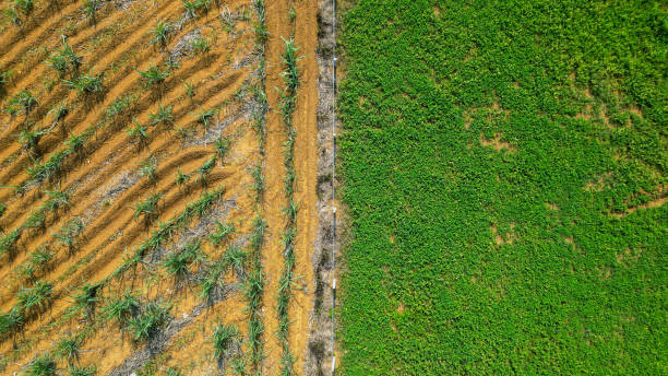 Striga management requires a pre-emergence intervention strategy.