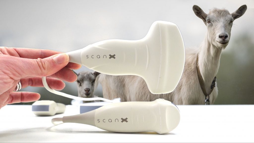 Portable Veterinary Ultrasound