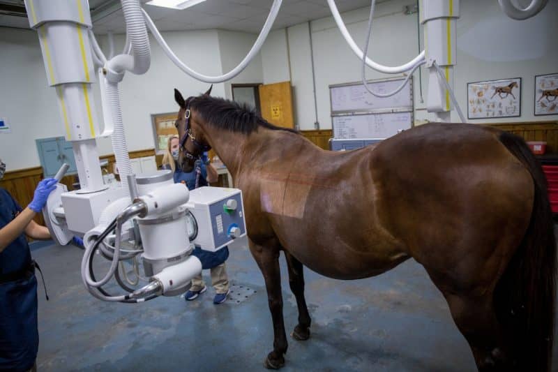 Digital Veterinary X-ray