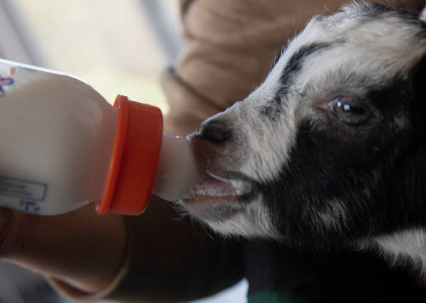 Electrolyte and Rehydration Solutions