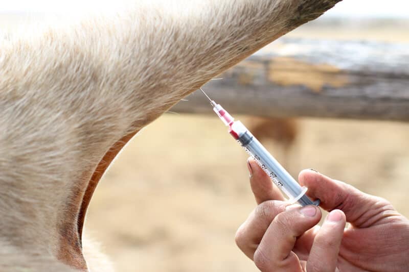 Haematology drives the livestock differential diagnosis.