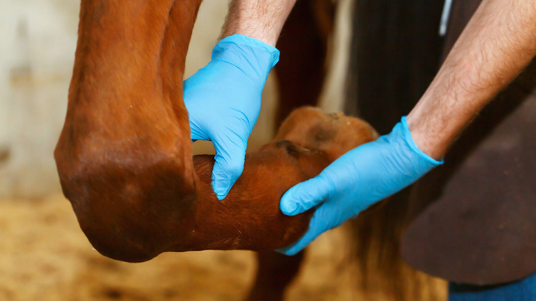 Equine lameness requires 200-micron resolution.