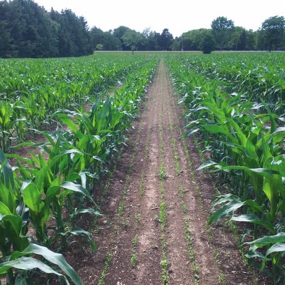 Cover cropping rebuilds organic matter without sacrificing commercial production.