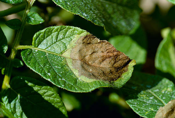 Soil-borne disease control is applied at planting, not at emergence.