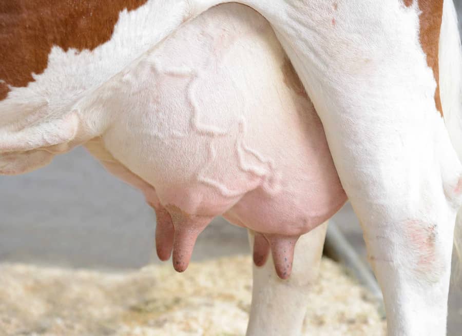 Bacterial disease is East Africa's leading veterinary cost.