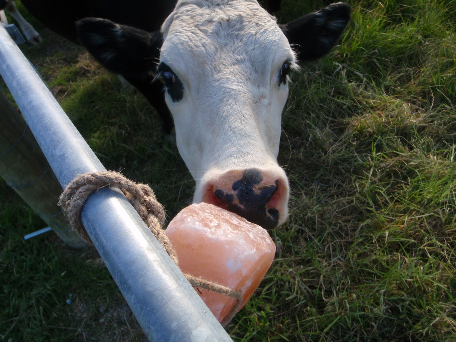 Phosphorus limits weight gain in extensive beef systems.