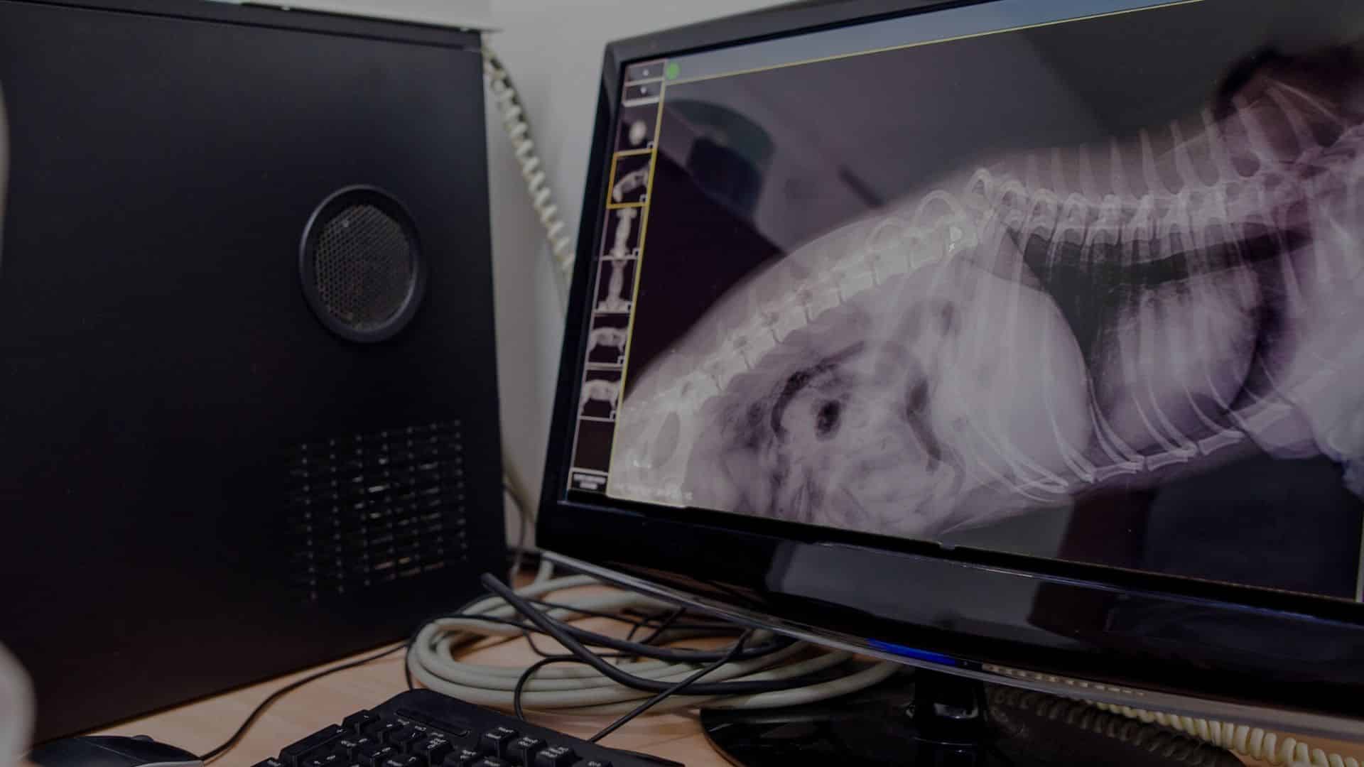 Digital Veterinary X-ray