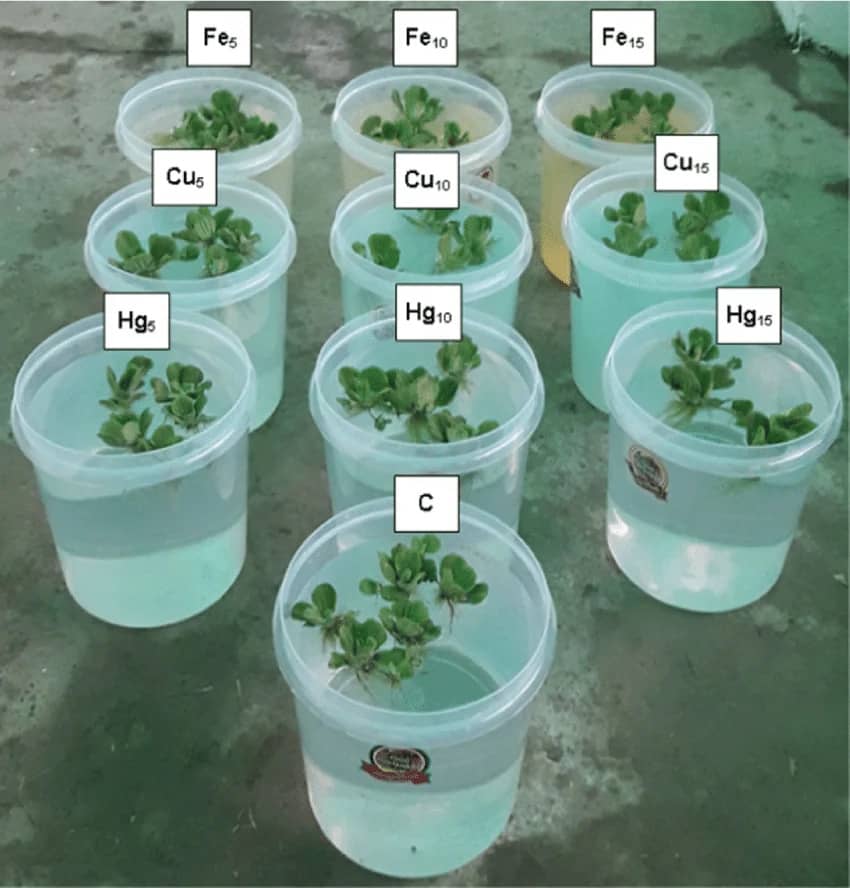 Phytoremediation uses metal-accumulating plants for low-cost heavy metal removal.
