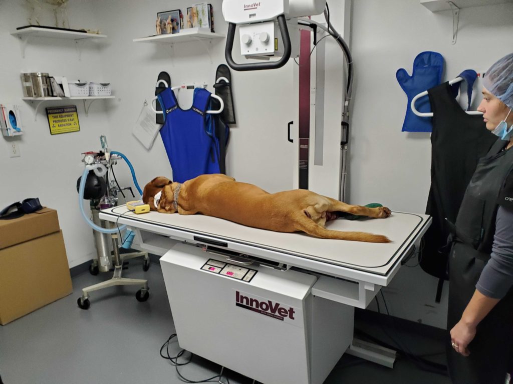 Thoracic imaging guides BRD treatment decisions.