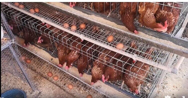 Newcastle Disease Vaccine