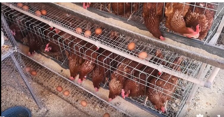 Newcastle Disease Vaccine
