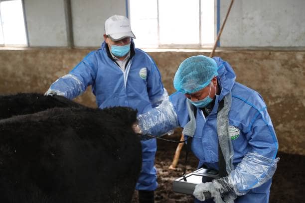 Calving interval drives dairy profitability.