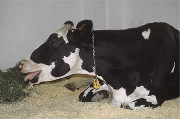 Veterinary Antibiotics