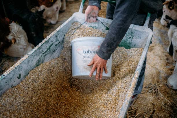 Livestock Feed Supplements