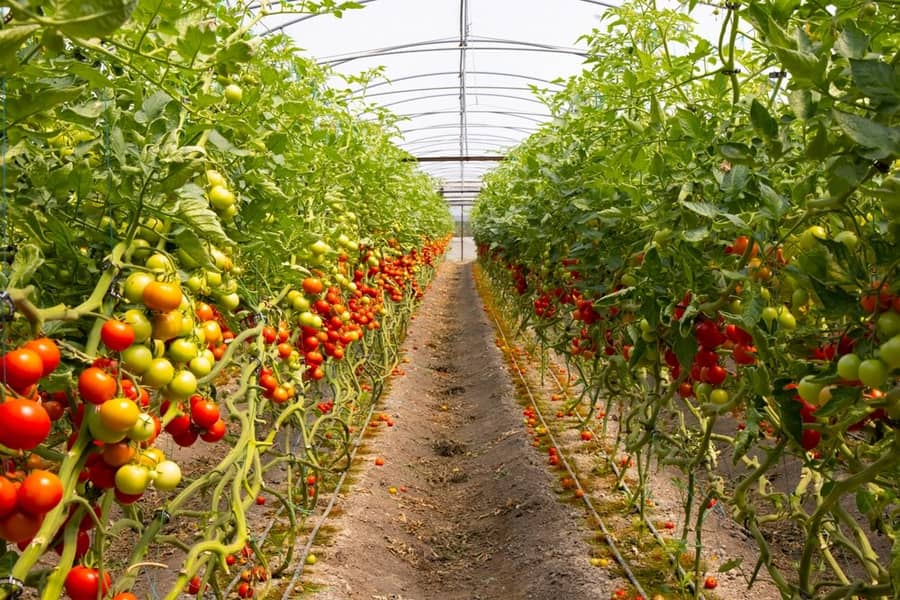 Vegetable & Horticultural Seed