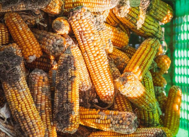 Mycotoxin contamination is a silent cost in East Africa.