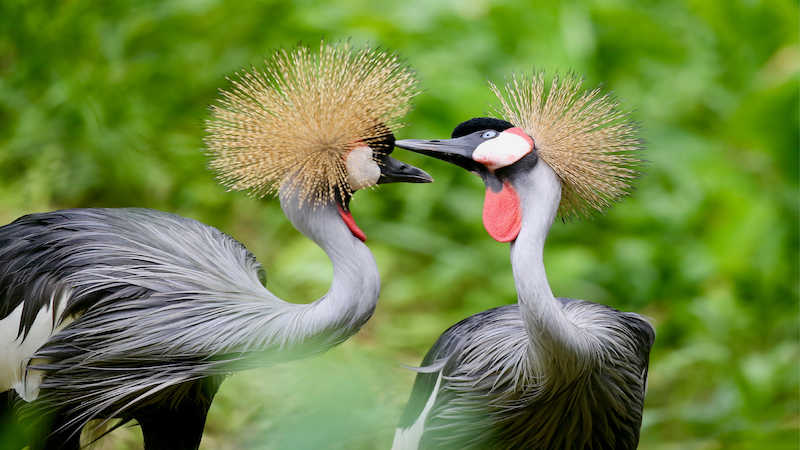 Uganda