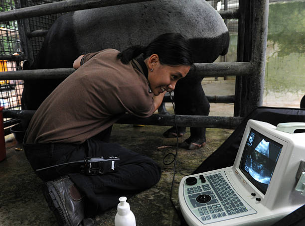 Portable Veterinary Ultrasound