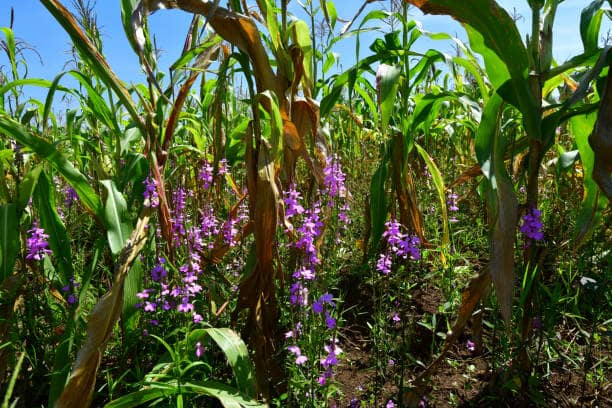 Weed Control Programmes