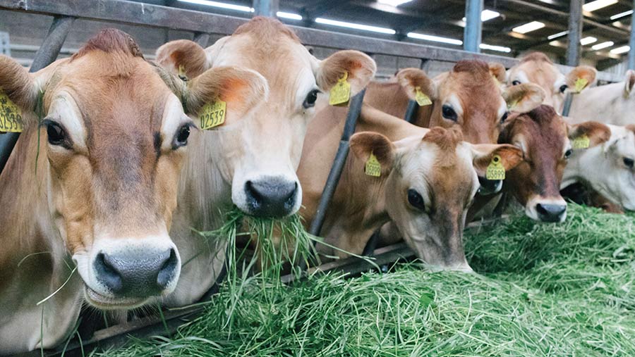 Livestock Feed Supplements